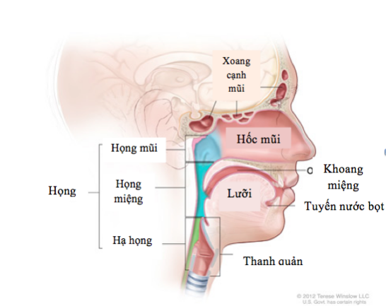 Ung thư đầu và cổ