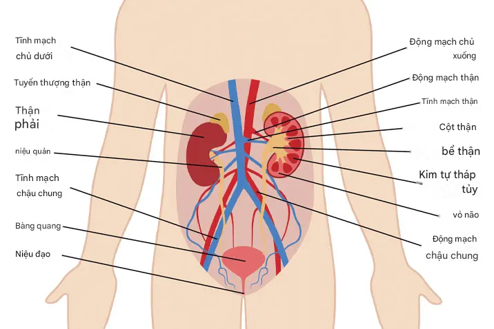 Nhiễm trùng đường tiết niệu (UTI)