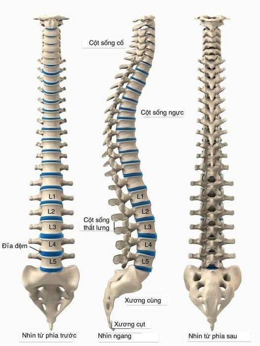 Cột sống người cấu tạo thế nào?